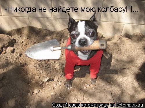 Котоматрица: -Никогда не найдёте мою колбасу!!!....