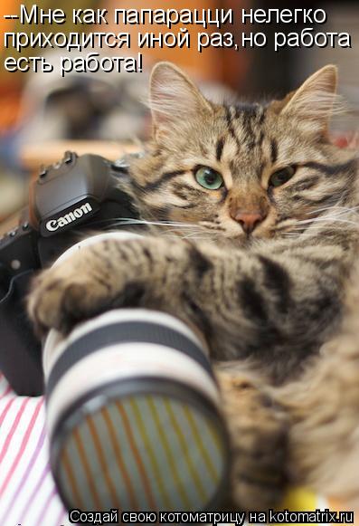 Котоматрица: --Мне как папарацци нелегко приходится иной раз,но работа есть работа!