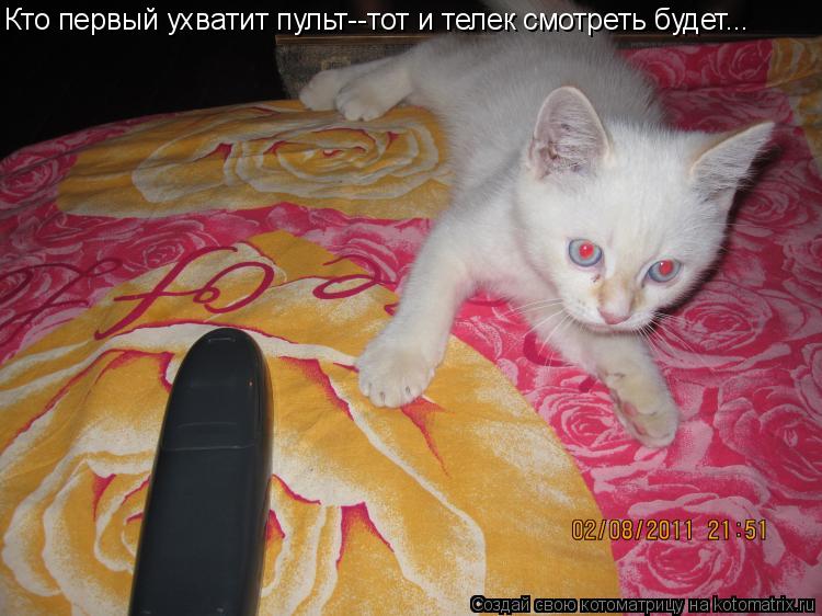 Котоматрица: Кто первый ухватит пульт--тот и телек смотреть будет...