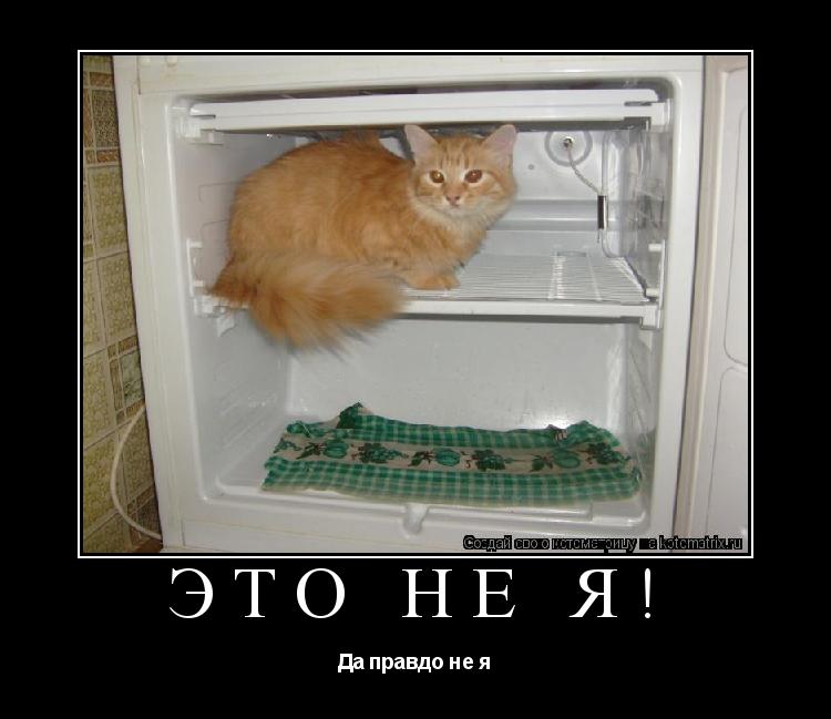 Котоматрица: Это не я! Да правдо не я