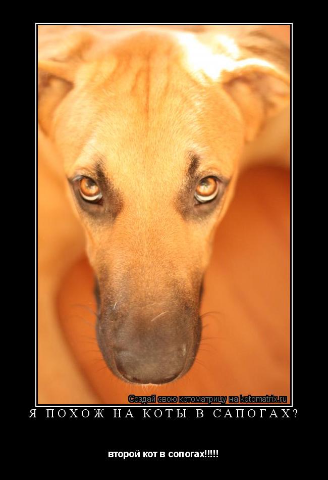 Котоматрица: Я похож на коты в сапогах? второй кот в сопогах!!!!!
