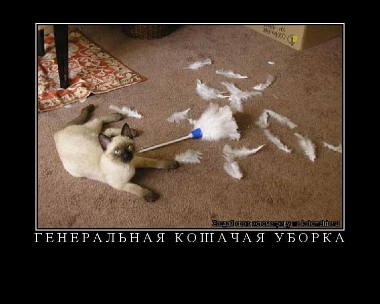 Котоматрица: генеральная кошачая уборка 