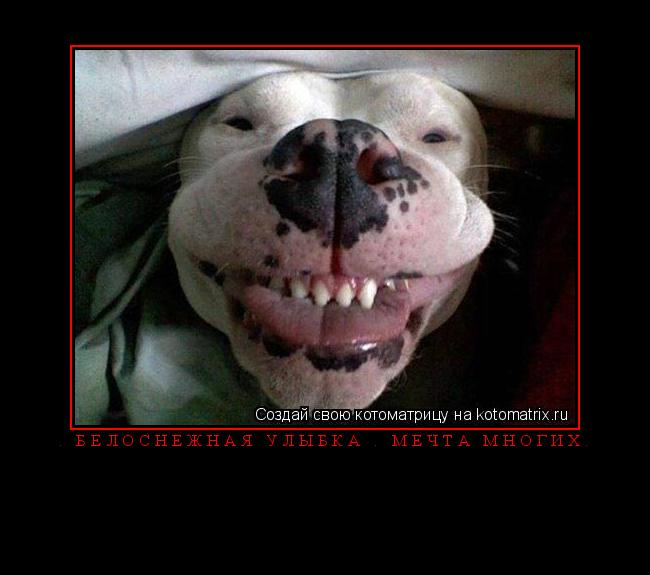 Котоматрица: . Белоснежная улыбка – мечта многих. 