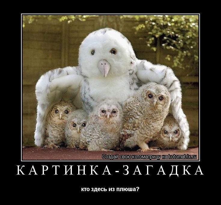 Котоматрица: Картинка-загадка кто здесь из плюша?