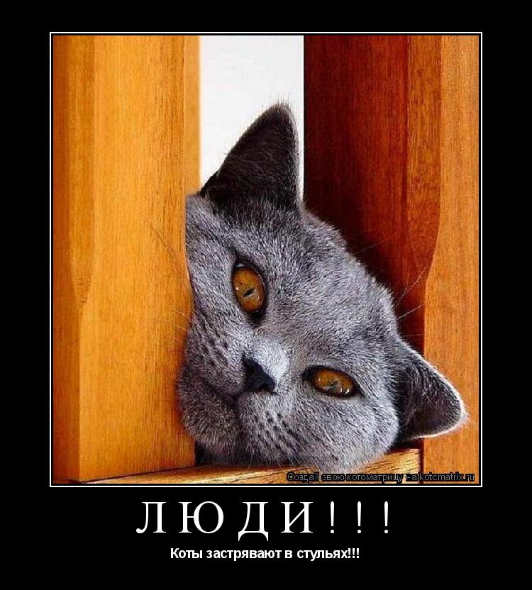 Котоматрица: Люди!!! Коты застрявают в стульях!!!