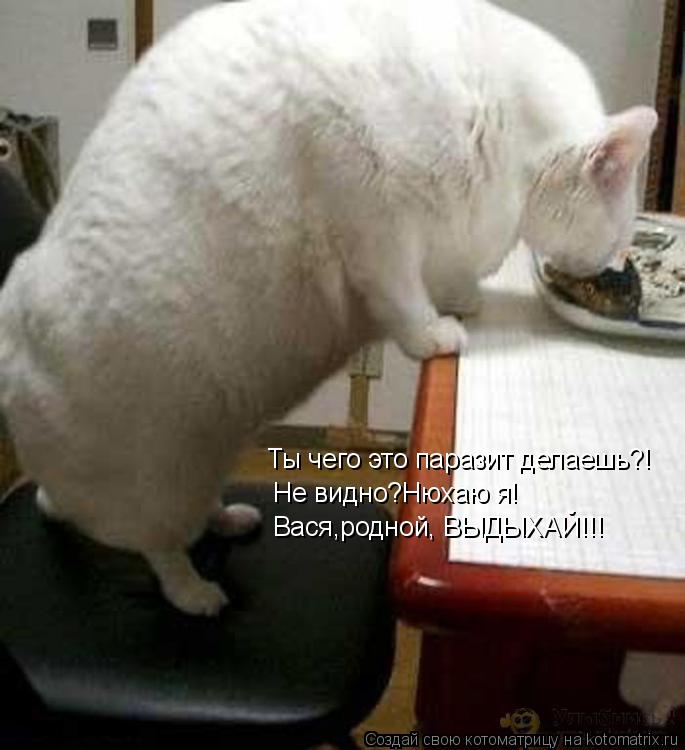 Котоматрица: Ты чего это паразит делаешь?! Не видно?Нюхаю я! Вася,родной, ВЫДЫХАЙ!!!