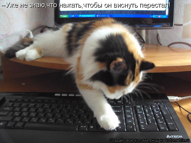 Котоматрица: --Уже не знаю,что нажать,чтобы он виснуть перестал!