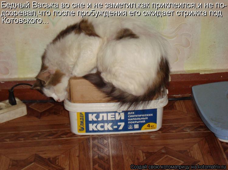 Котоматрица: Бедный Васька во сне и не заметил,как приклеился,и не по- дозревал,что после пробуждения его ожидает стрижка под Котовского...