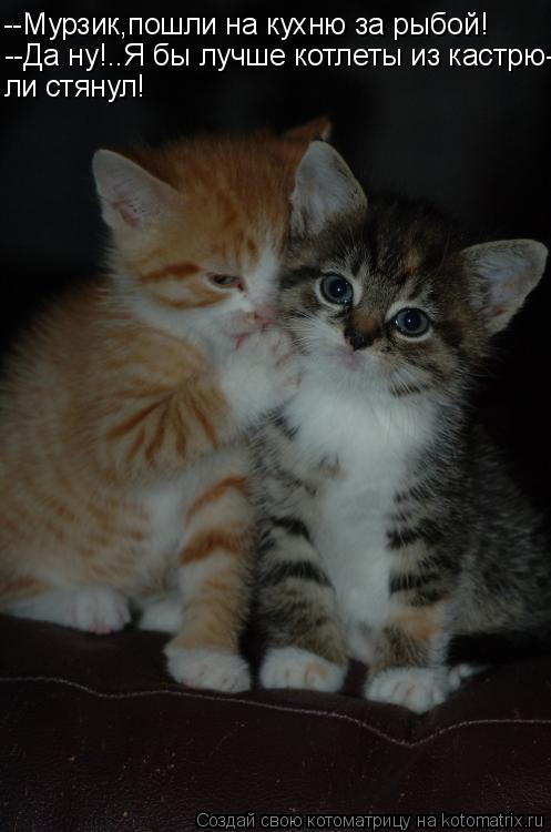 Котоматрица: --Мурзик,пошли на кухню за рыбой! --Да ну!..Я бы лучше котлеты из кастрю- ли стянул!