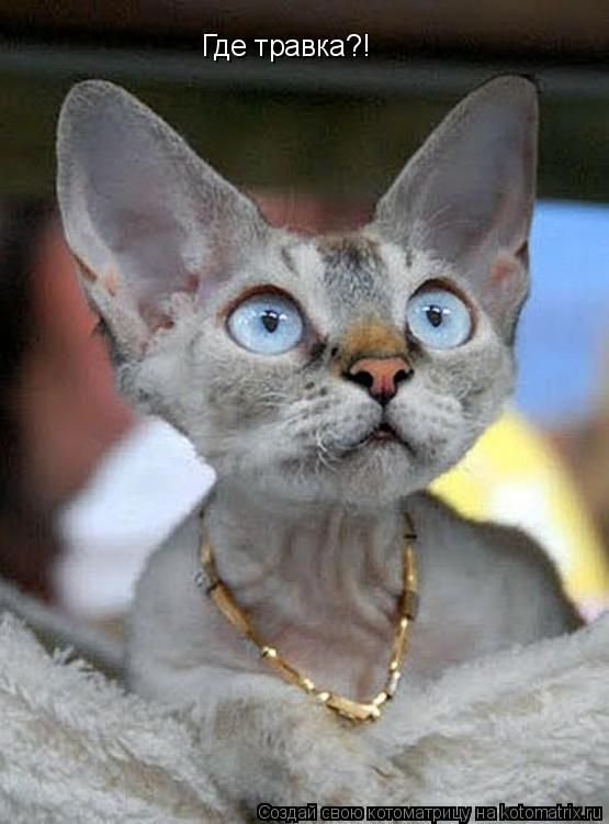 Котоматрица: Где травка?!