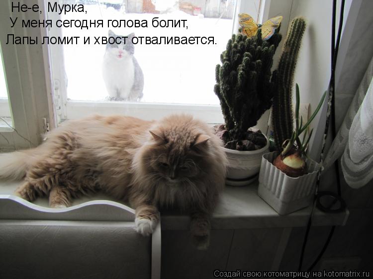 Котоматрица: У меня сегодня голова болит, Лапы ломит и хвост отваливается. Не-е, Мурка,