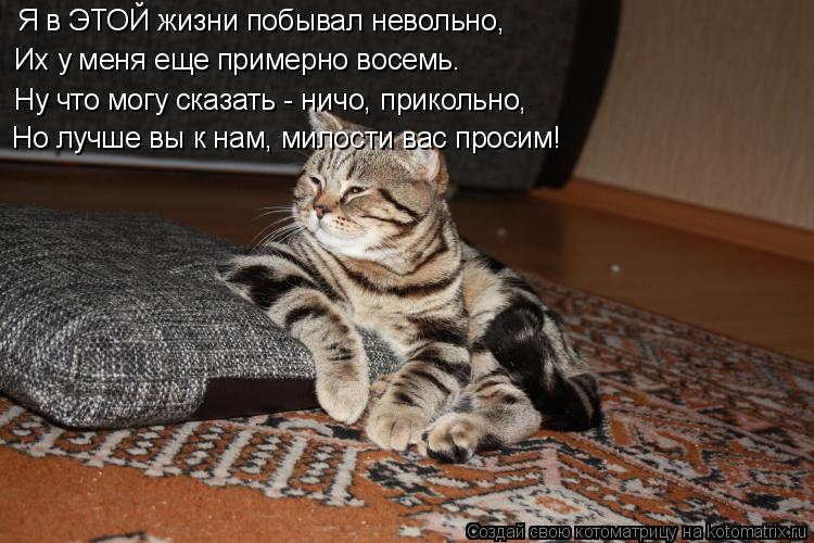 Котоматрица: Ну что могу сказать - ничо, прикольно, Их у меня еще примерно восемь. Я в ЭТОЙ жизни побывал невольно, Но лучше вы к нам, милости вас просим!