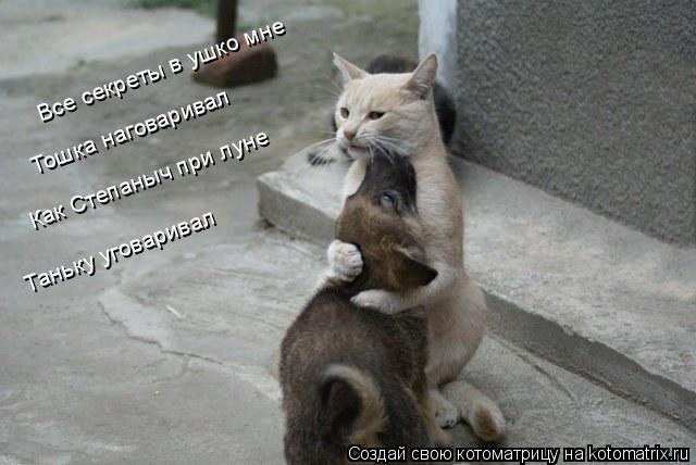 Котоматрица: Все секреты в ушко мне Тошка наговаривал Как Степаныч при луне Таньку уговаривал
