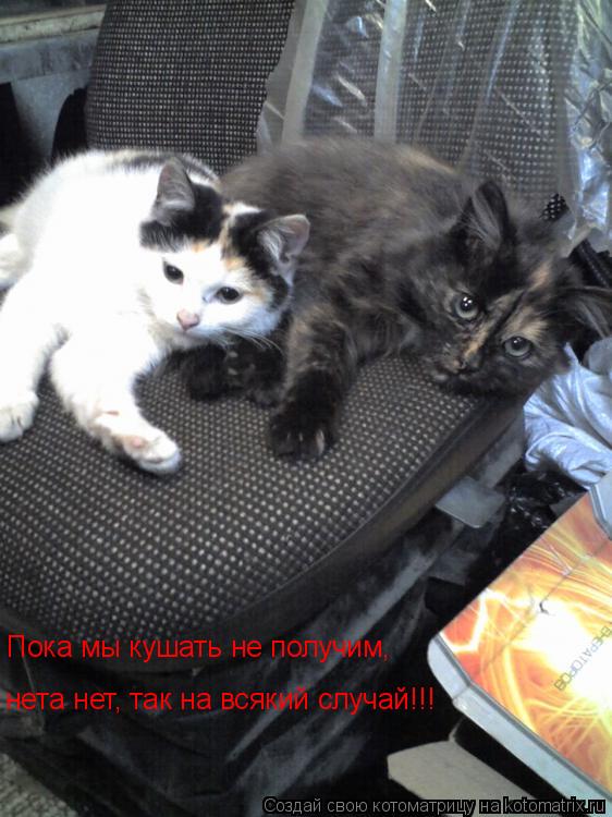 Котоматрица: Пока мы кушать не получим, нета нет, так на всякий случай!!!