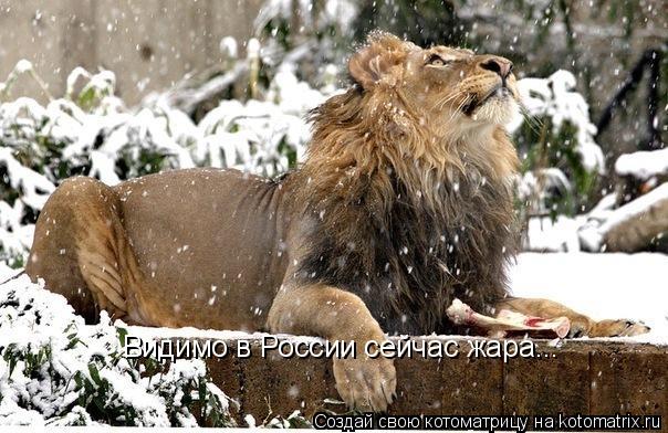 Котоматрица: Видимо в России сейчас жара...