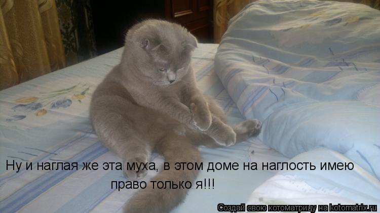 Котоматрица: Ну и наглая же эта муха, в этом доме на наглость имею  право только я!!!