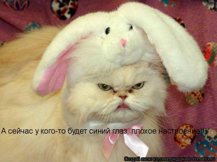 Котоматрица: А сейчас у кого-то будет синий глаз, плохое настроение!!!