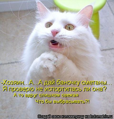 Котоматрица: -Хозяин...А...А дай баночку сметаны... Я проверю не испортилась ли она? А то вдруг слишком свежая Что бы выбрасывать?!