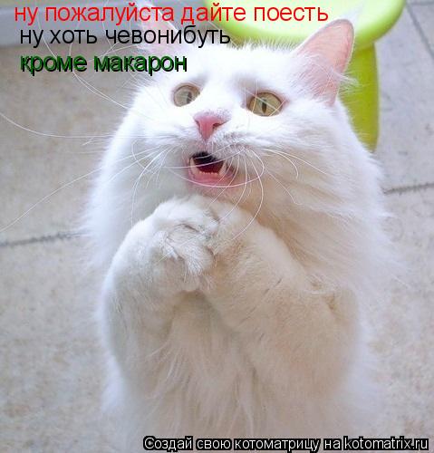 Котоматрица: ну пожалуйста дайте поесть ну хоть чевонибуть кроме макарон