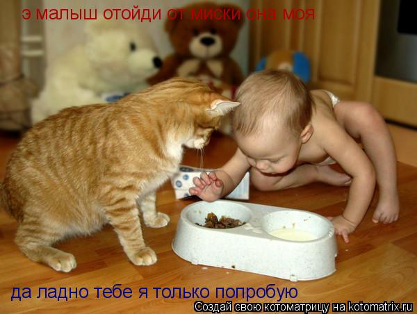 Котоматрица: э малыш отойди от миски она моя да ладно тебе я только попробую