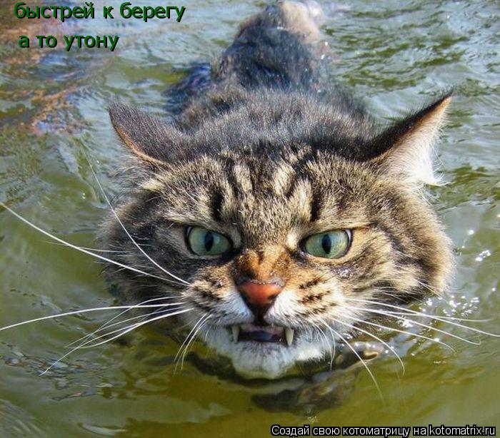 Котоматрица: быстрей к берегу а то утону