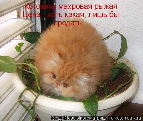 Котоматрица: Котовика махровая рыжая Цена - хоть какая, лишь бы продать