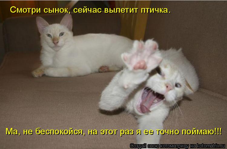 Котоматрица: Смотри сынок, сейчас вылетит птичка. Ма, не беспокойся, на этот раз я ее точно поймаю!!!