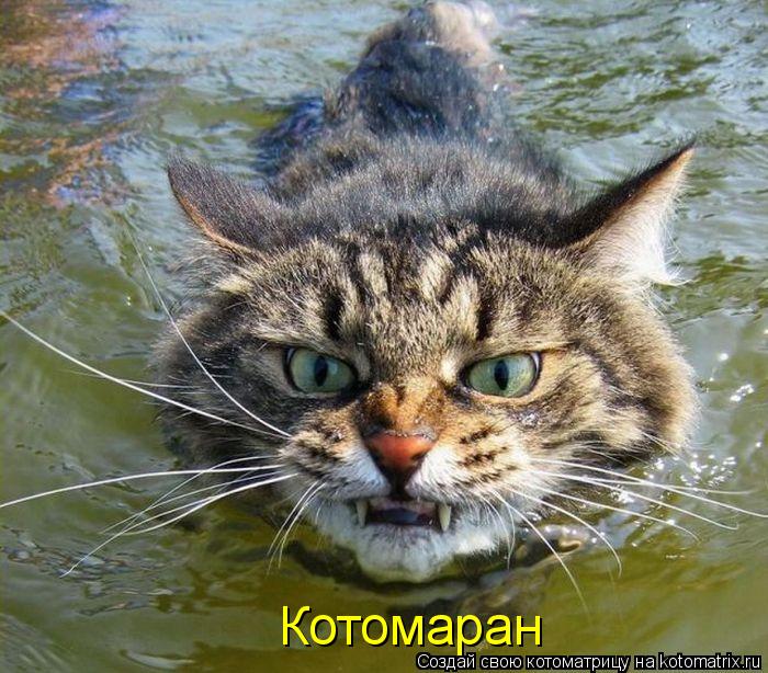 Котоматрица: Котомаран