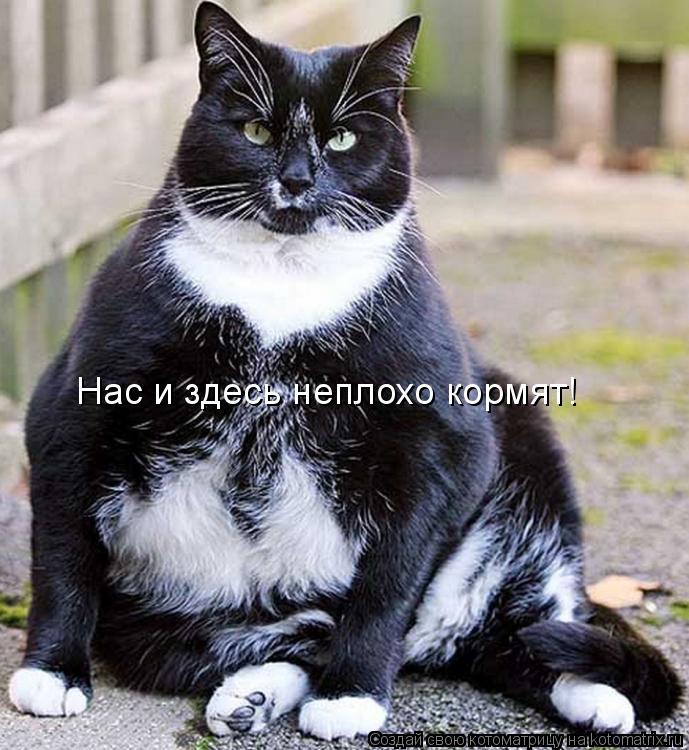 Котоматрица: Нас и здесь неплохо кормят!