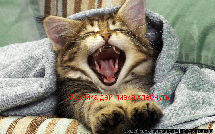 Котоматрица: Хозяйка дай пивка хлебнуть
