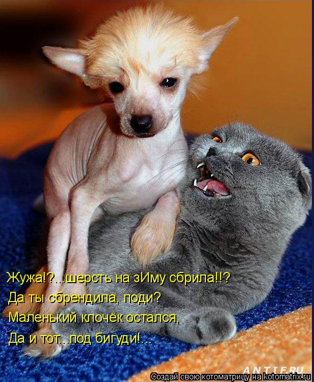 Котоматрица: Да ты сбрендила, поди? Жужа!?...шерсть на зИму сбрила!!? Маленький клочёк остался, Да и тот...под бигуди!...