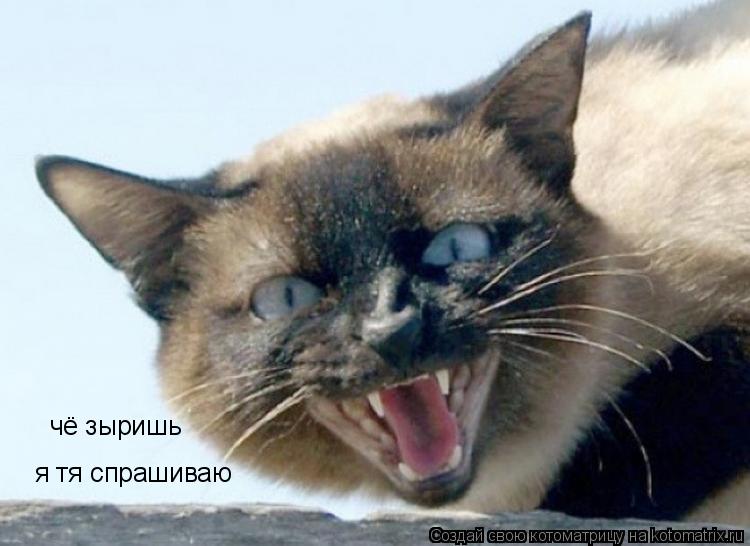 Котоматрица: чё зыришь я тя спрашиваю