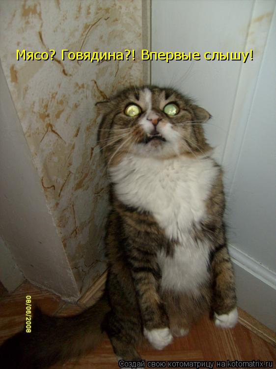 Котоматрица: Мясо? Говядина?! Впервые слышу!