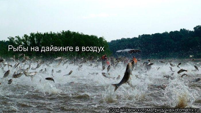 Котоматрица: Рыбы на дайвинге в воздух