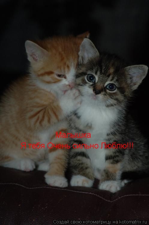 Котоматрица: Я тебя Очень сильно Люблю!!! Малышка