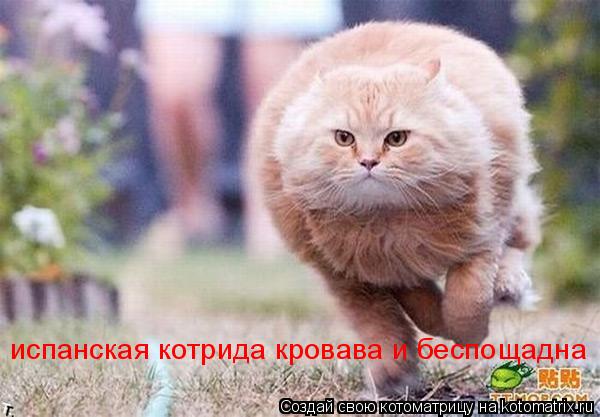 Котоматрица: испанская котрида кровава и беспощадна