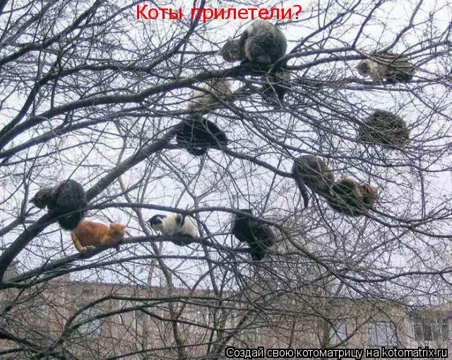 Котоматрица: Коты прилетели?