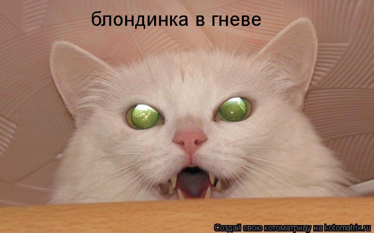 Котоматрица: блондинка в гневе
