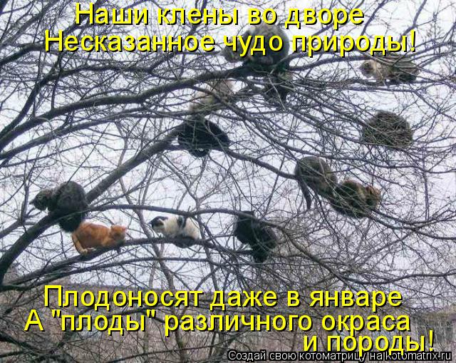 Котоматрица: Наши клены во дворе Несказанное чудо природы! Плодоносят даже в январе А "плоды" различного окраса  и породы!