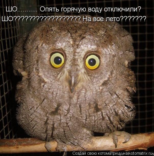 Котоматрица: ШО........... Опять горячую воду отключили? ШО?????????????????? На все лето???????