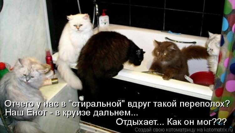 Отчего у нас в "стиральной" вдруг такой переполох? Наш Енот - в круизе дальнем... Отдыхает... Как он ... Котоматрица: Отчего у нас в "стиральной" вдруг такой переполох? Наш Енот - в круизе дальнем... Отдыхает... Как он мог???