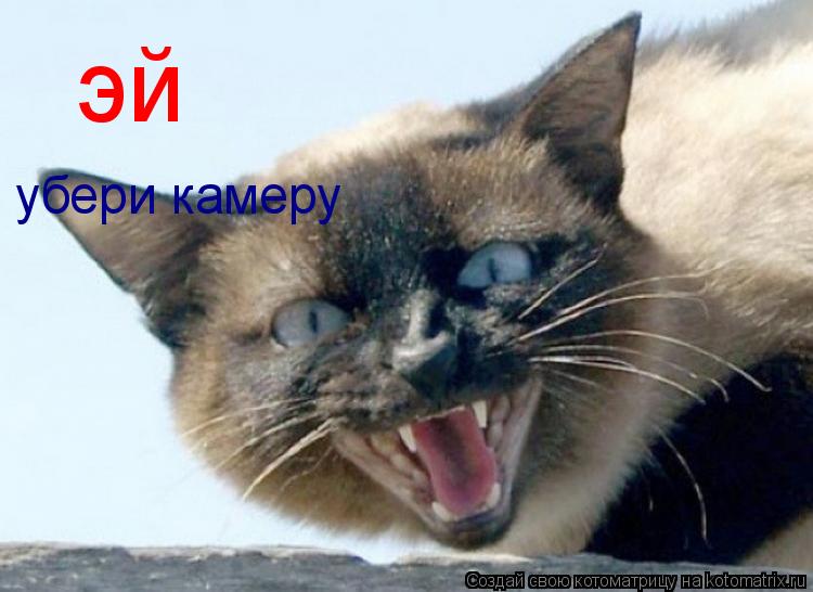 Котоматрица: эй убери камеру