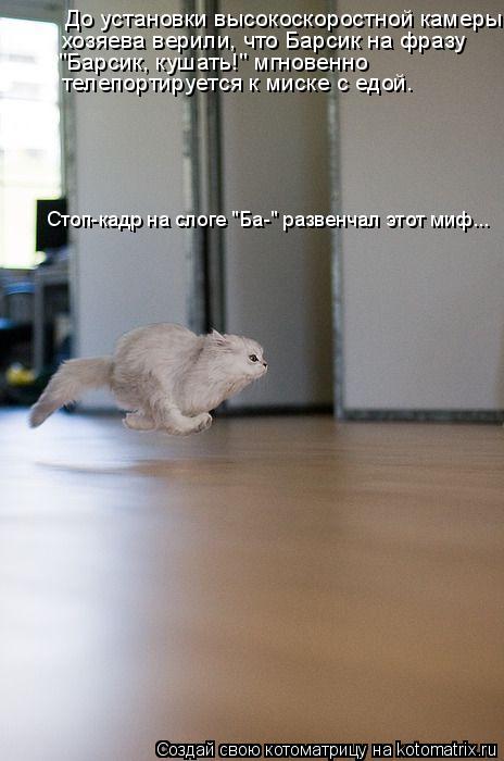 Котоматрица: До установки высокоскоростной камеры хозяева верили, что Барсик на фразу "Барсик, кушать!" мгновенно телепортируется к миске с едой. Стоп-ка