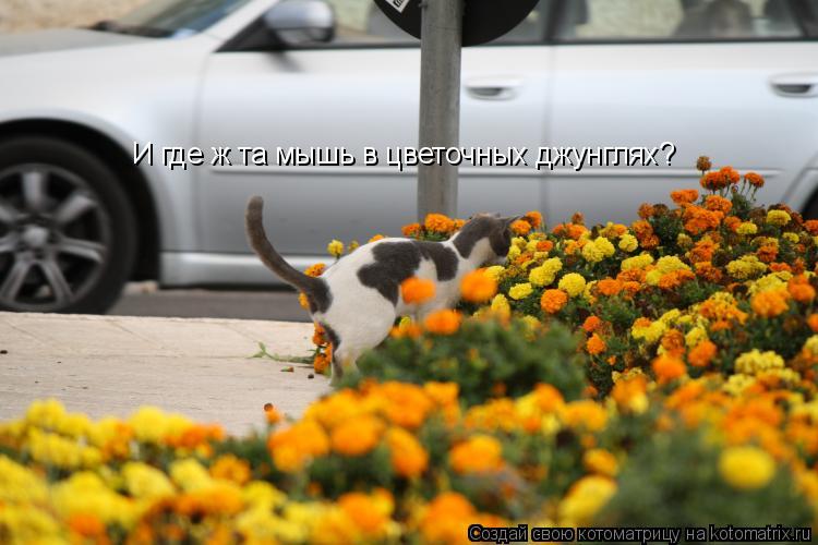 И где ж та мышь в цветочных джунглях?... Котоматрица: И где ж та мышь в цветочных джунглях?