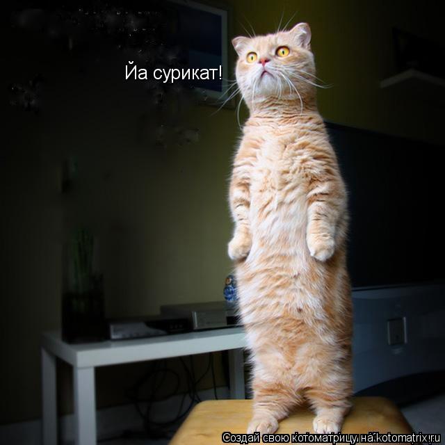 Йа сурикат!... Котоматрица: Йа сурикат!