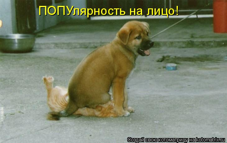 ПОПУлярность на лицо!... Котоматрица: ПОПУлярность на лицо!