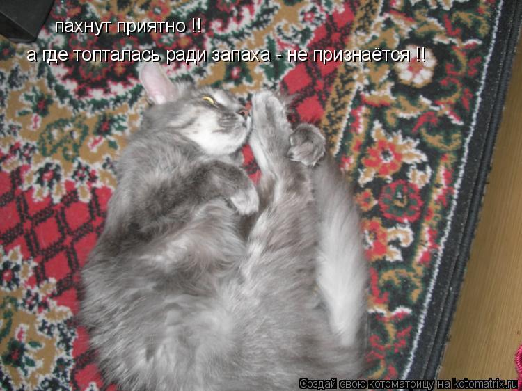 пахнут приятно !! а где топталась ради запаха - не признаётся !!... Котоматрица: пахнут приятно !! а где топталась ради запаха - не признаётся !!