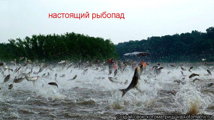 Котоматрица: настоящий рыбопад