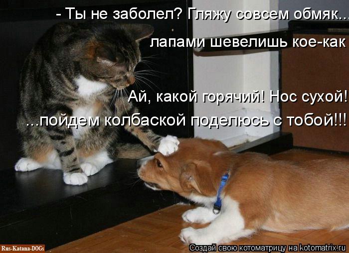 - Ты не заболел? Гляжу совсем обмяк... лапами шевелишь кое-как Ай, какой горячий! Нос сухой! ...пойде... Котоматрица: - Ты не заболел? Гляжу совсем обмяк... лапами шевелишь кое-как Ай, какой горячий! Нос сухой! ...пойдем колбаской поделюсь с тобой!!!