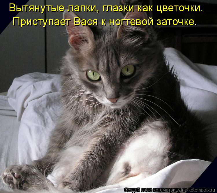 Вытянутые лапки, глазки как цветочки. Приступает Вася к ногтевой заточке.... Котоматрица: Вытянутые лапки, глазки как цветочки. Приступает Вася к ногтевой заточке.